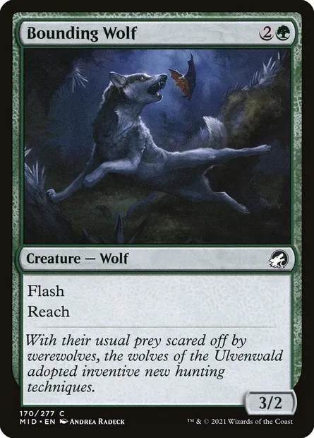 Bounding Wolf, Magic card MID 170 — Innistrad: Midnight Hunt set